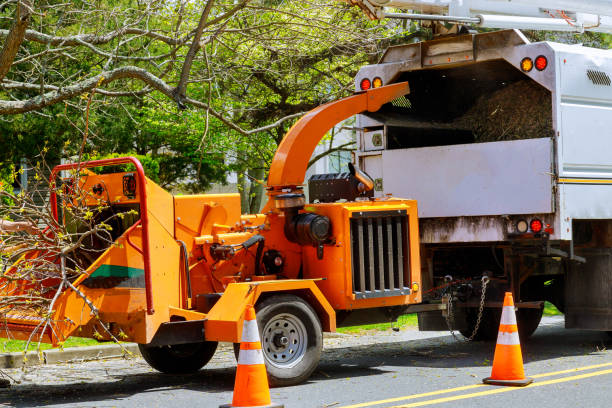 How Our Tree Care Process Works  in  Superior, AZ