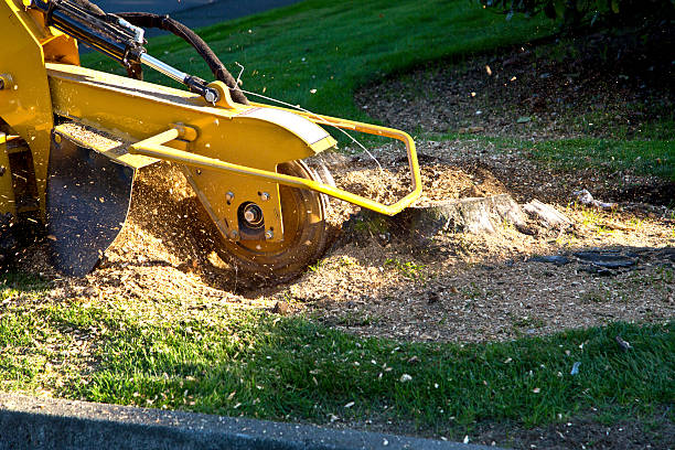 Best Aeration Services  in Superior, AZ