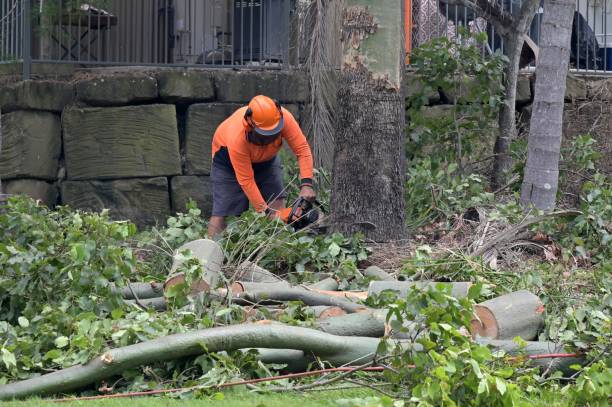 Best Tree Removal  in Superior, AZ